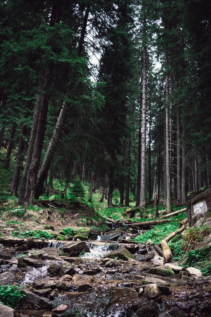 Creek in a Forest